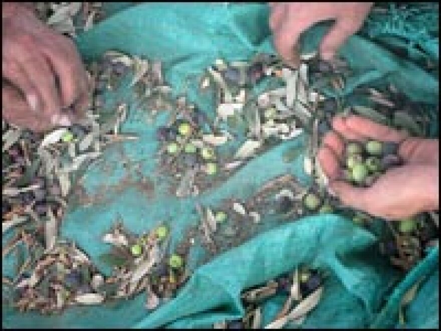 The hands of an Arab villager and an Israeli volunteer, in the West Bank olive harvest.