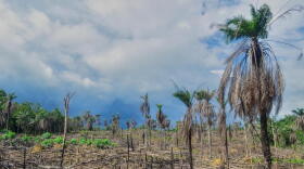 Deforestation in Sierra Leone, 2013.