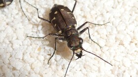 Tiger beetle.