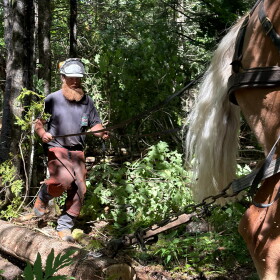 Bearded man in hard hat and chaps holding reigns of horse that is attached to log