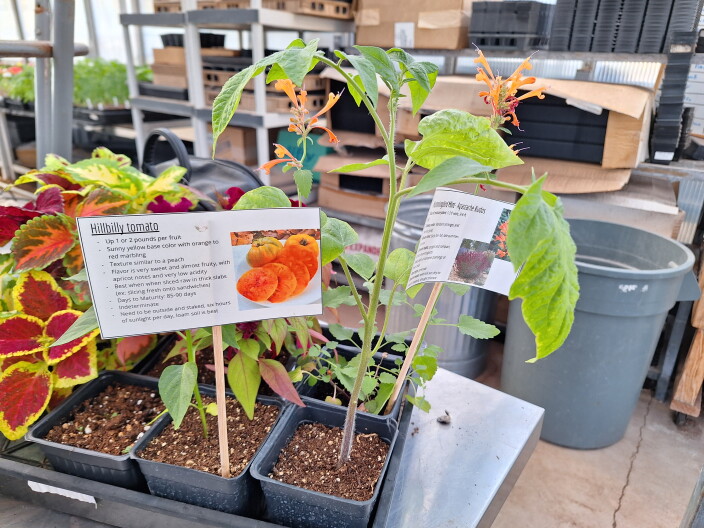 The students make sure all the plants come with descriptions and tips on how they will grow.