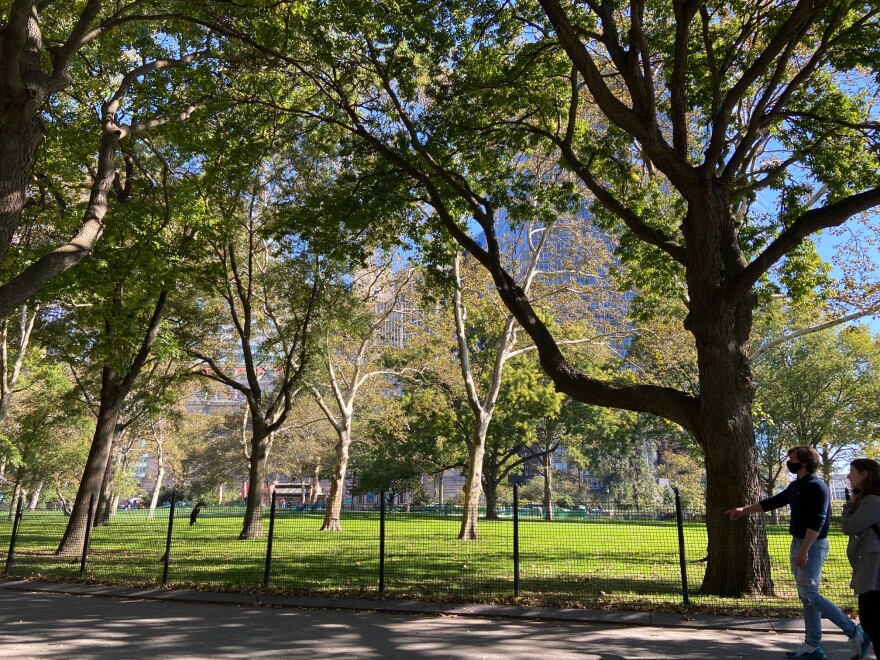 The open space called The Oval, ringed by large trees