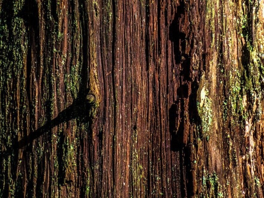 Sitka spruce bark. (Josh Blouin / Flickr)