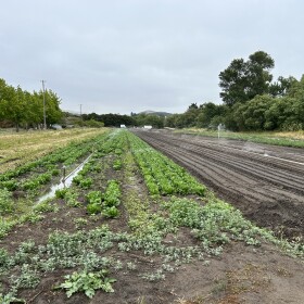 Rows of lettuce at a farm in Aromas.