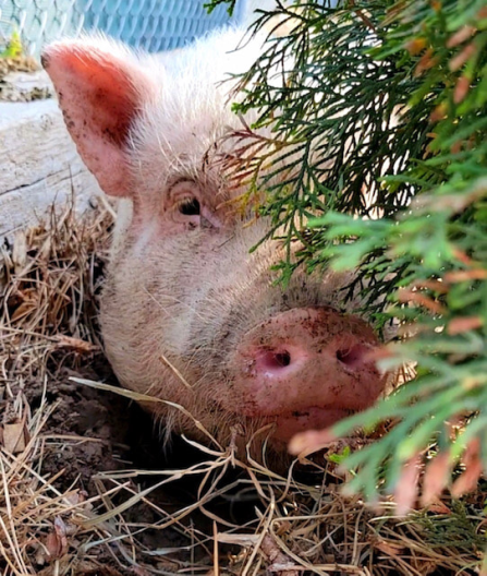A pink pig lays behind a bush.