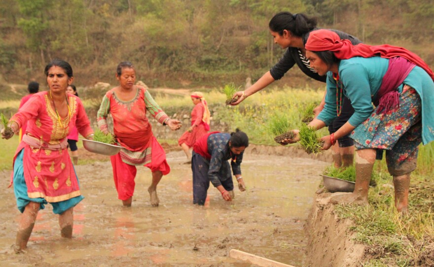 Srijana Karki (dressed in black) hands over rice seedlings for planting in Apsara Bharati's field. Karki says the hardest part is convincing farmers' families to take on the risk of SRI.