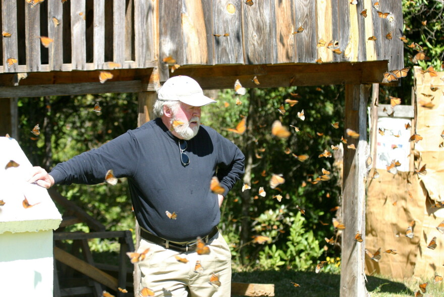 Monarch Checks Ever tagged a butterfly? Volunteers are marking monarchs to track their ...