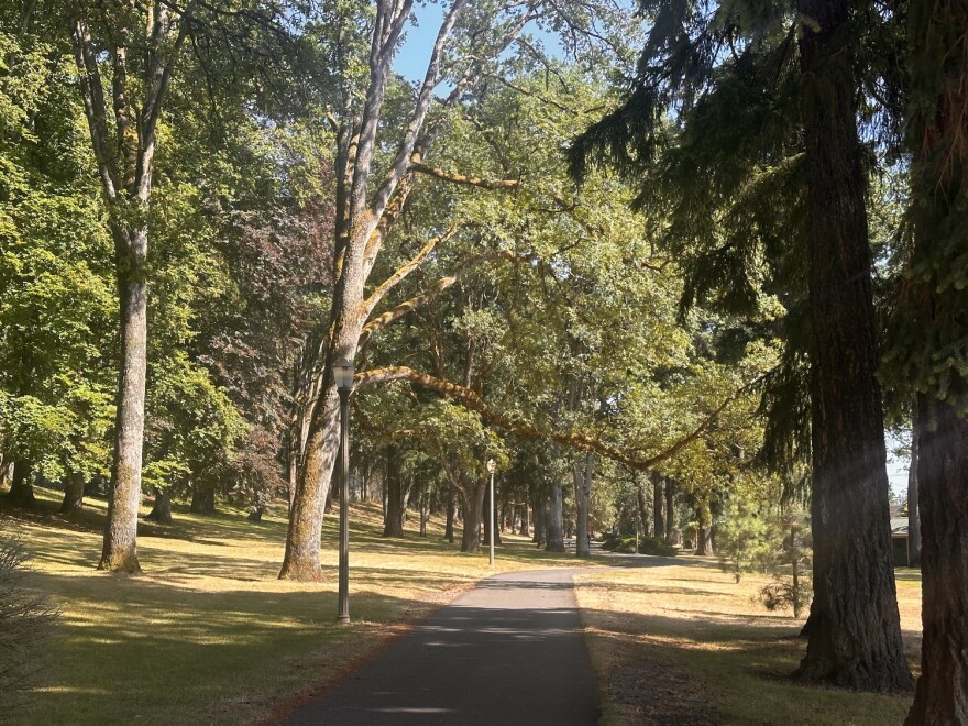 Tree canopy over a paved pathway through Tacoma's South Park on the afternoon of Friday, July 12. (Credit: Lauren Gallup / NWPB)