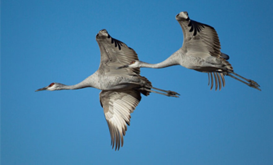 Sandhill cranes