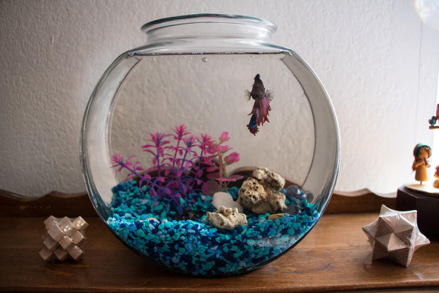 One of Taylor's ten betta fish.  