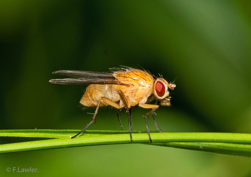 You don't often see just one fruit fly hanging around your kitchen.