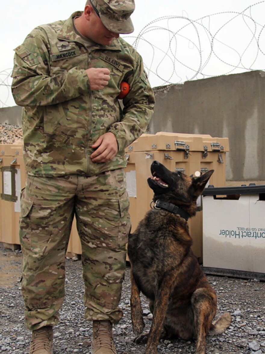 Hancock says Dutch shepherds like Nero aren't that common in the field, but they are great working dogs.