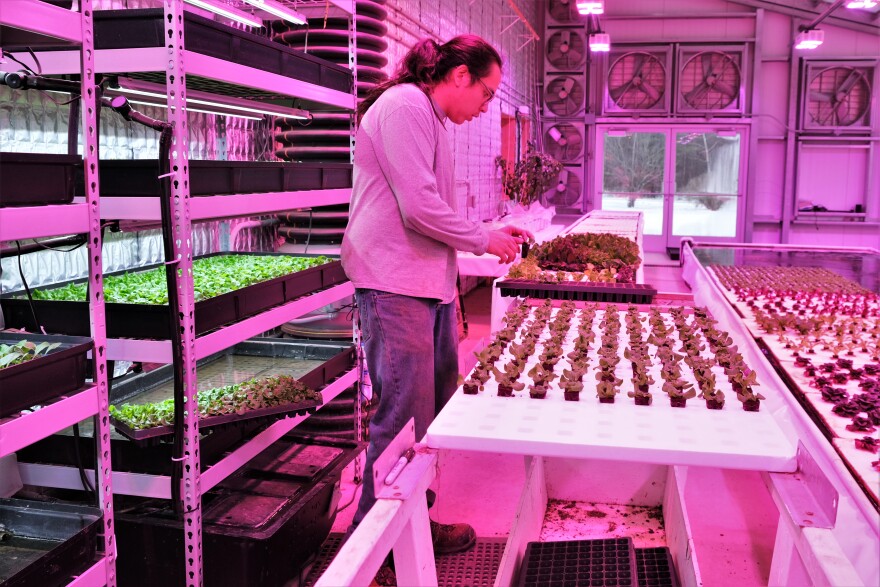 Theran Ahton plants lettuce in floating boards that will go in the aquaponics tanks.