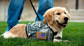 Cadence, a four-month-old service dog-in-training, rests on the Pentagon lawn during a meeting with Defense Secretary Leon E. Panetta and his dog, Bravo, May 23, 2012.