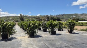 The Shulman Dragon Fruit Farm in Moorpark
