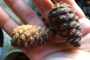 Two red pine cones rest in a person's hand.