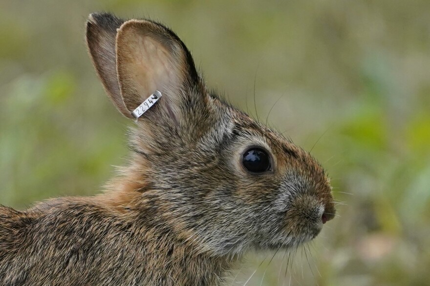 A New England cottontail rabbit, wearing an identification tag, heads for freedom after being released at the Wells National Estuarine Research Reserve, Thursday, Sept. 30, 2021, in Wells, Maine. The Maine Dept. of Inland Fisheries and Wildlife in conjunction with the U.S. Fish and Wildlife Service has been working on restoring the endangered species since 2017. (AP Photo/Robert F. Bukaty)