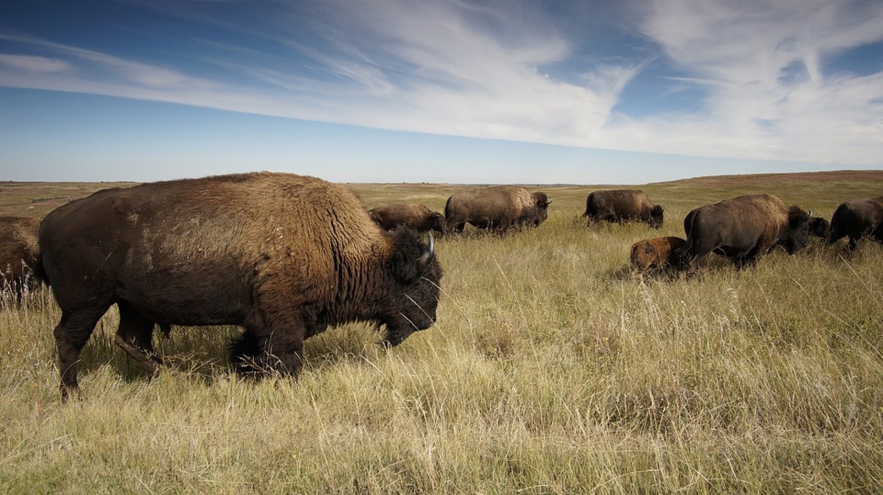 Oklahoma Auctioning Off Bison Herd HPPR
