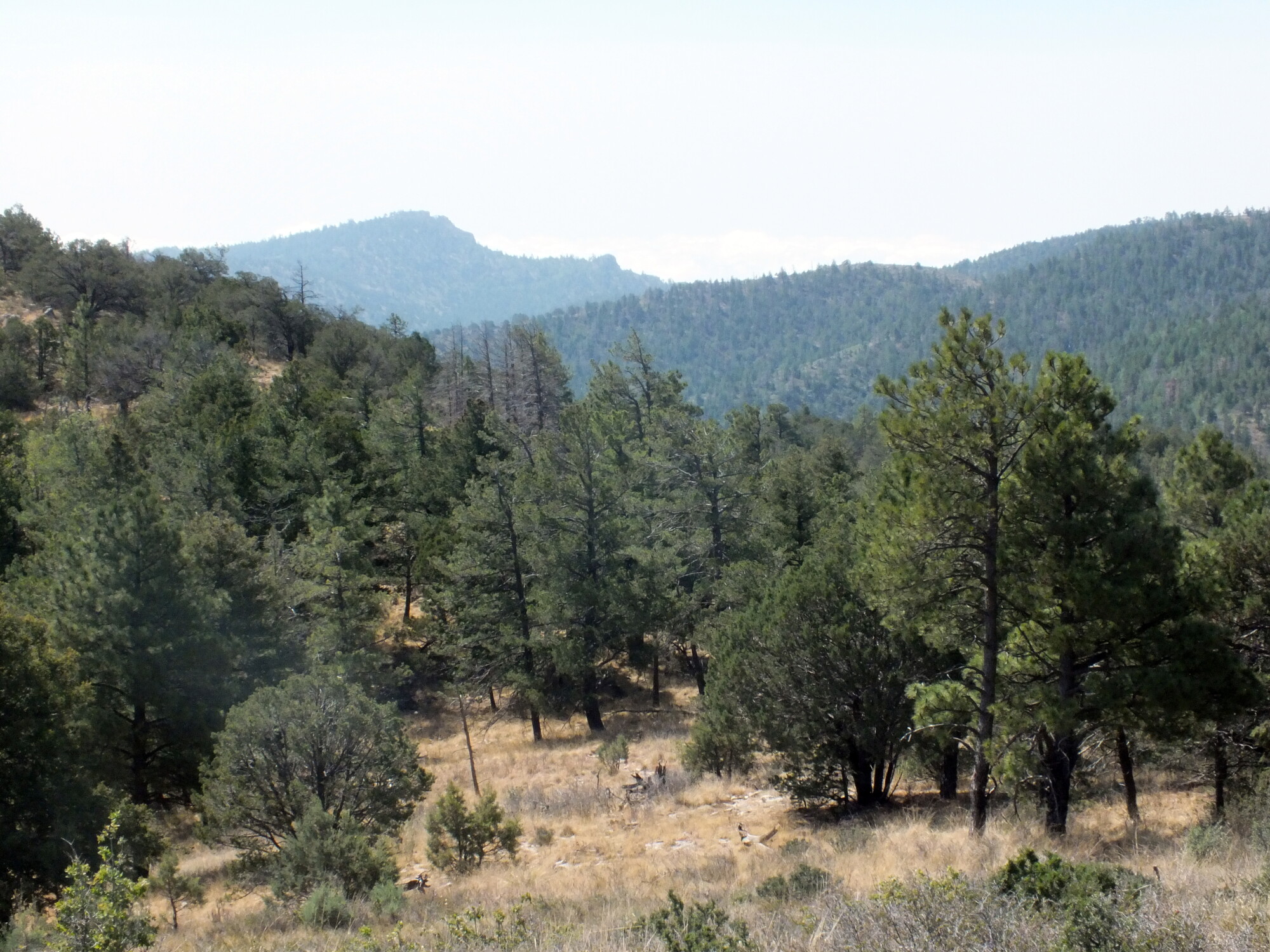 Seeking Insight into Pinyon-Juniper Woodlands, the Southwest’s Defining Forests episode artwork