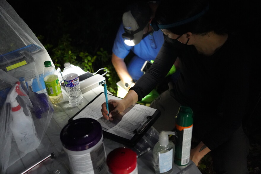 Biologists write down data for each captured bat including sex, age, species and other information.