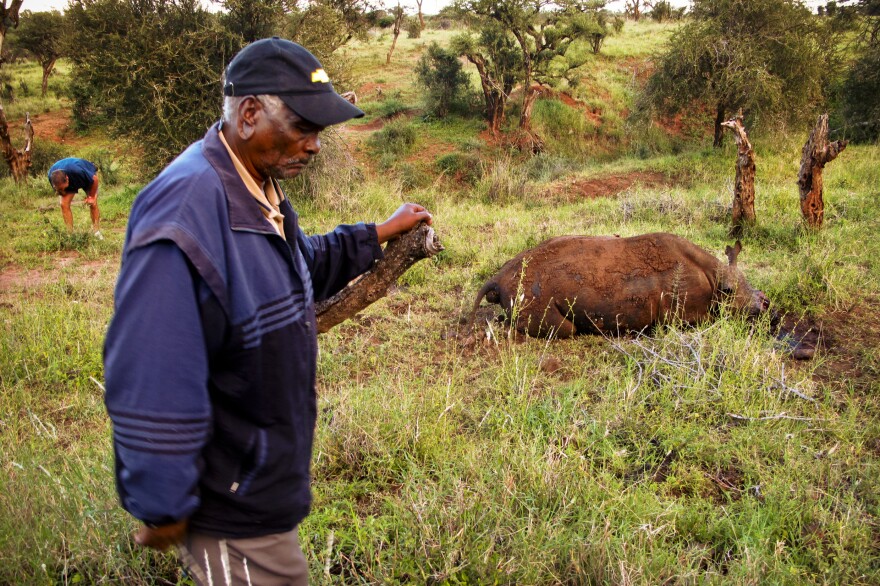 Mzee Kinyanjui is one of the first and longest-serving rangers to work for Lewa Conservancy. Now retired, he is often called upon for advice and guidance by the security department for his forensic skills.