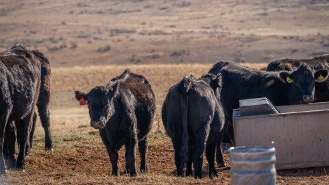 Cattle gather around a water trough in Summit County, Oct. 29, 2025. The CEO of the Utah Farm Bureau says high cattle prices have propped up Utah’s agricultural contribution to the state’s GDP.
