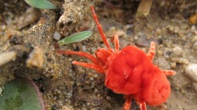 velvet-mite