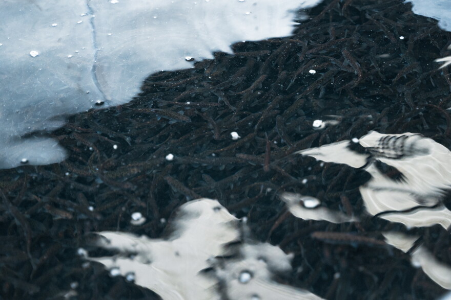 King salmon fry swim in a raceway at Kodiak's Pillar Creek Hatchery.