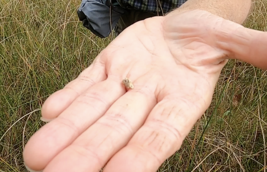 A piece of tufa deposit