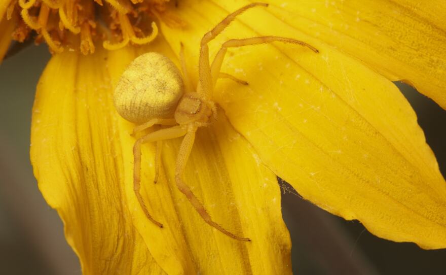 Misumena Vatia, or Crab spiders, are able to change color to blend in with their surroundings. 