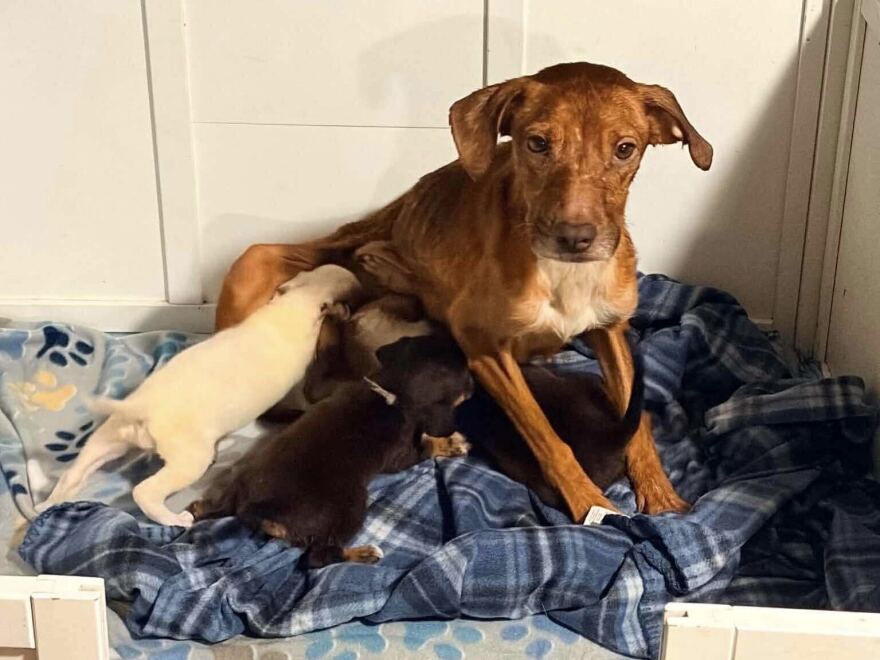 Non-profit Animal Rescue Pawsitive Tails was one of the three outreach partners that arrived on the Aug. 15 scene. The rescue took in over 16 dogs.