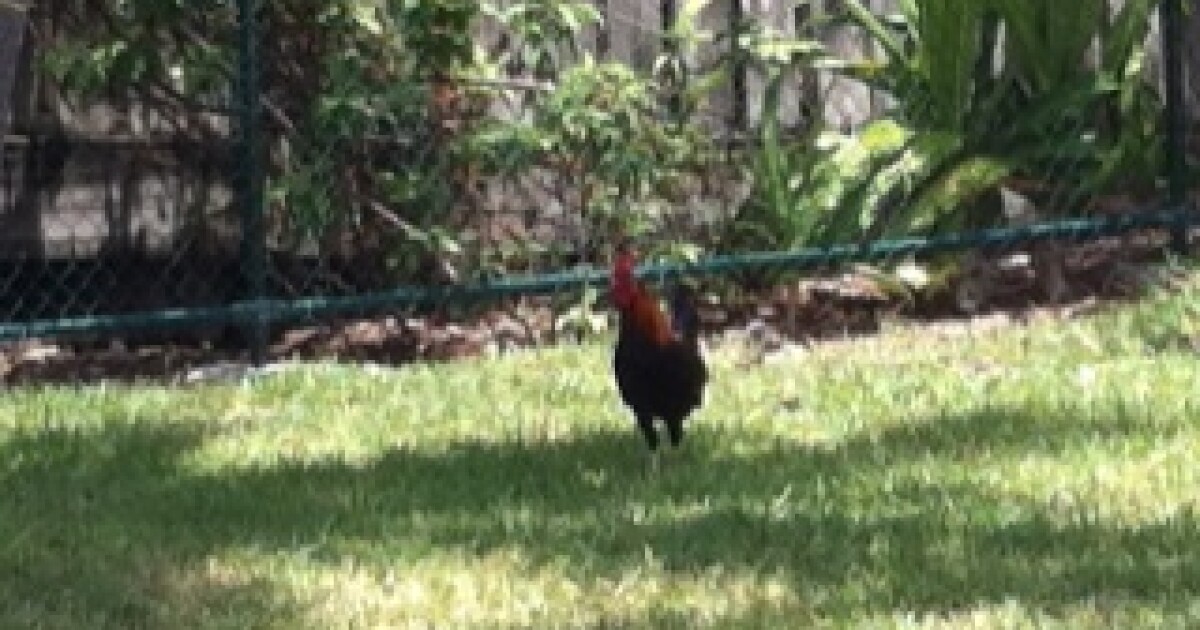 Key West Chickens Local Nuisance or Beloved Icon? WFSU News