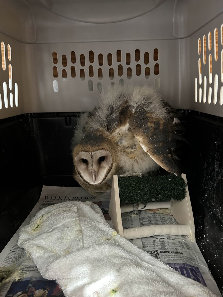 The juvenile barn owl was safely kept and transported in a dog crate.