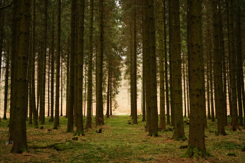 A forest of trees.