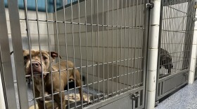 Dogs at Charlotte-Mecklenburg Animal Care & Control on Byrum Drive.