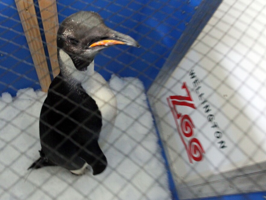 Safe journey, little guy: Happy Feet in his container aboard the research vessel Tangaroa earlier today.