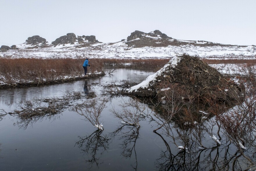Researcher Sebastian Zavoico inspects by a beaver lodge near Serpentine Hot Springs in April 2023