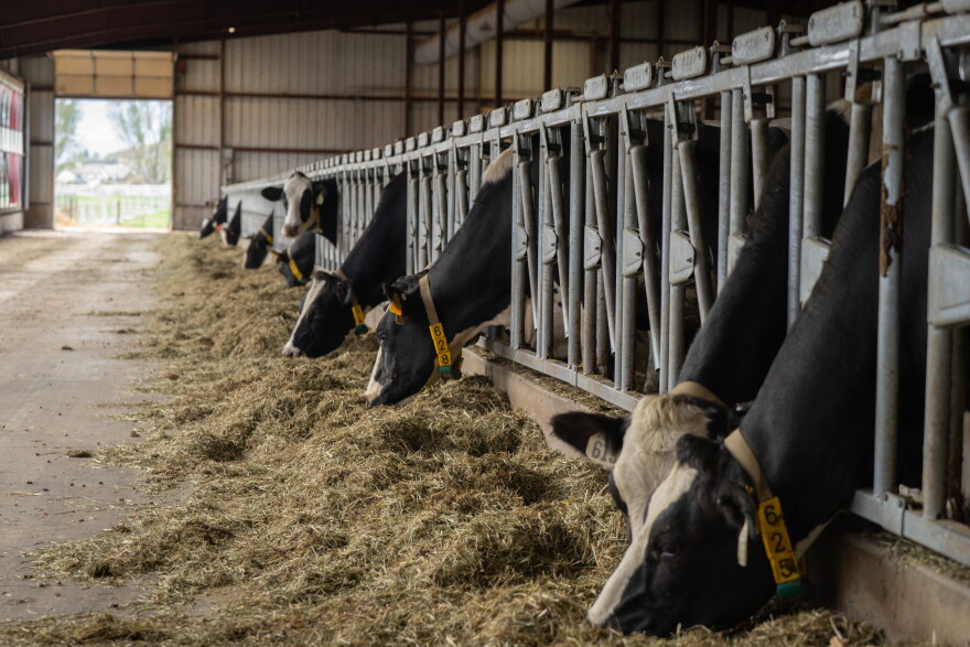 Dairy Cows feeding at Hidden Valley Artisan Cheese, Midway, Utah, Oct. 6, 2026.