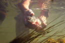 A person releases a fish in the water.