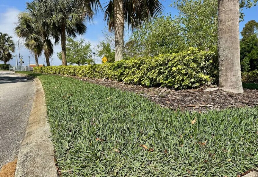 A median with lush green grass around palm trees and shrubs