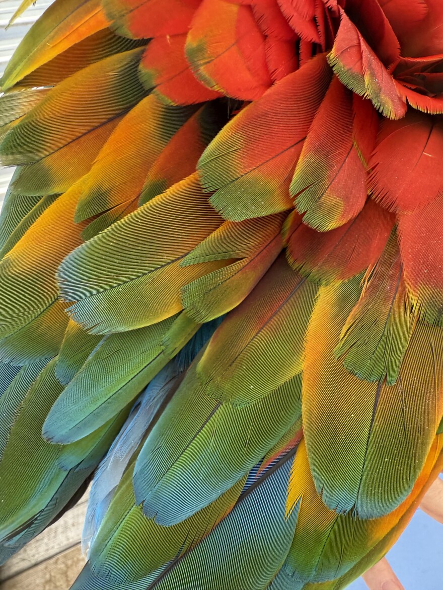 Jude's plumage is bright red, green, blue and yellow.