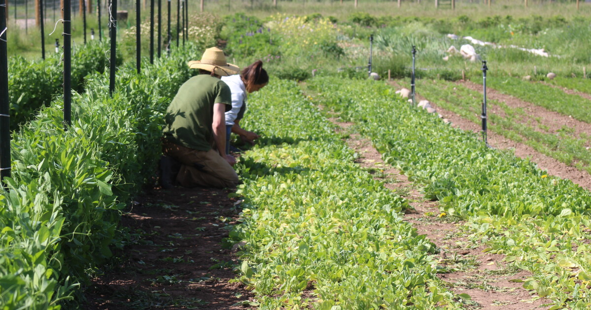 Prolonged drought takes its toll on the mental health of Colorado farmers and ranchers