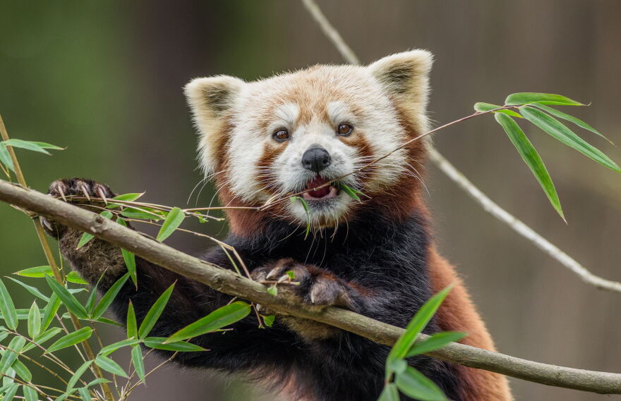 A panda at the Sequoia Park Zoo.