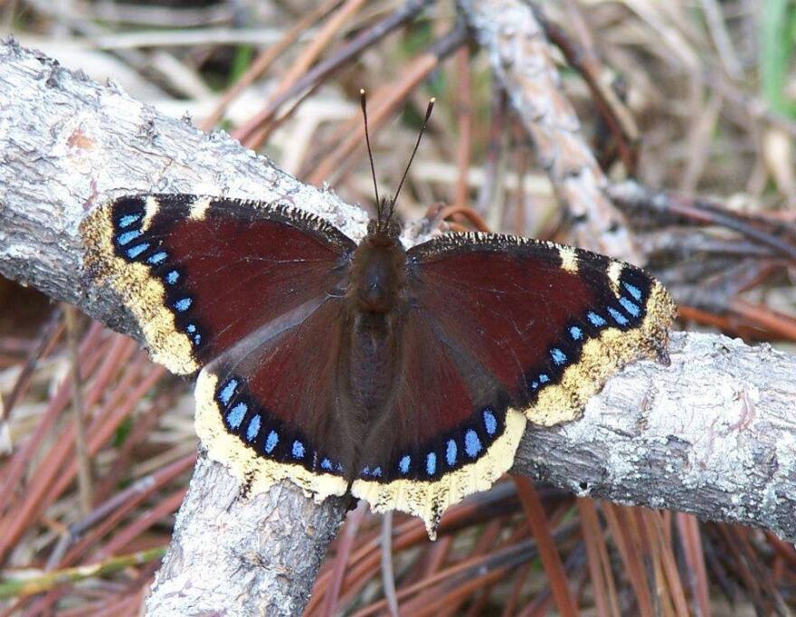 Mourning cloak butterfly.