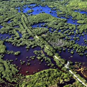 In this Thursday, Oct. 24, 2019, photo, the Marsh Trail bisects a section of the Ten Thousand Islands National Wildlife Refuge in the western Everglades near Naples, Fla. Clusters of mangroves form islands in a shallow estuary. A healthy mangrove forest is important for protecting coasts during storms. (Robert F. Bukaty/AP)