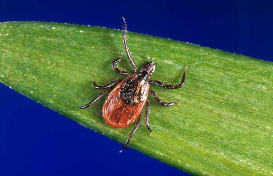 An adult female blacklegged tick on a blade of grass.