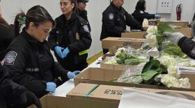 Valentine's Day flowers are unwrapped and inspected by U.S. Customs and Border Protection agriculture specialists at Miami International Airport, on Friday, Feb. 6, 2026, in Miami. (AP Photo/David Fischer)