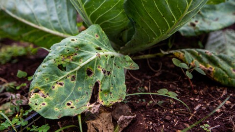 A won bok leaf with holes and discoloration from foliar disease after a recent flood. (March 16, 2026)