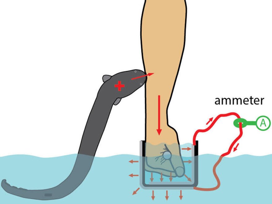 Catania says the foot-long eel delivered a current that peaked at around 50 milliamps.