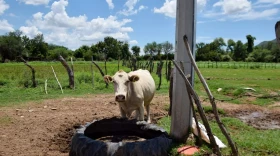 A cow grazes in the pastures abutting the Rio Sonora in Bavi.